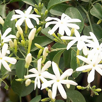 Жасмин аденопфиллум-Jasminum adenophyllum