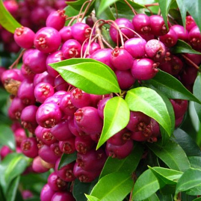 Syzygium paniculatum — Magenta Lilly Pilly