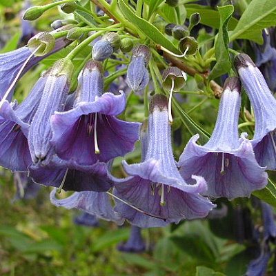 Iochroma  Australis Blue