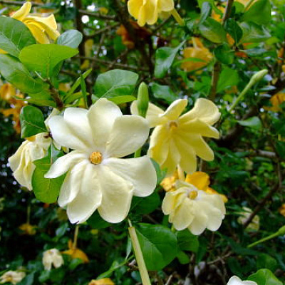 Gardenia volkensii ( Гардения трансваальская)