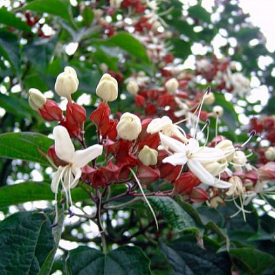 Клеродендрум трихотомум-Clerodendrum trichotomum