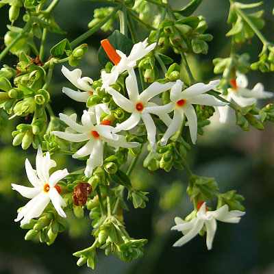 Никтантес вариегатный-Nyctanthes arbor-tristis variegata