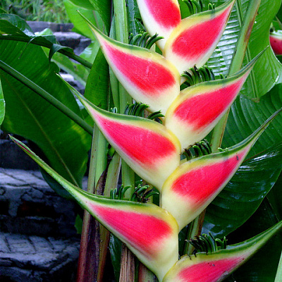 Геликония Heliconia wagneriana Rainbow