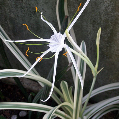 Гименокаллис прибрежный вариегатный Hymenocallis littoralis variegata