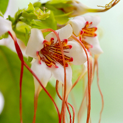 Strophanthus Americano