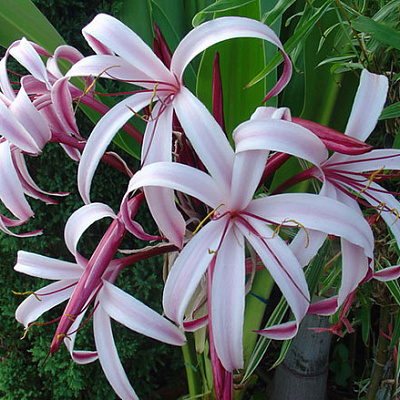 Кринум приятный Crinum Amabile на бутоне