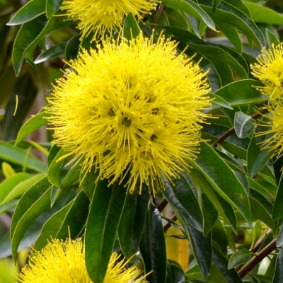  Xanthostemon chrysanthus (yellow flower)