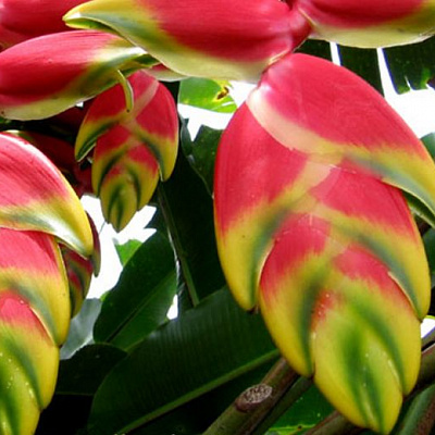 Геликония Heliconia rostrata