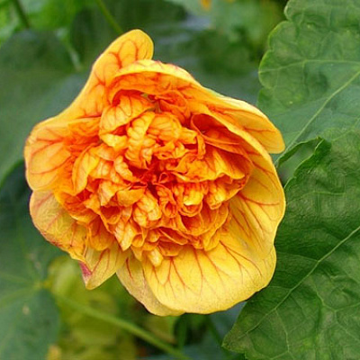 Абутилон махровый Royal ilima-Abutilon Royal ilima