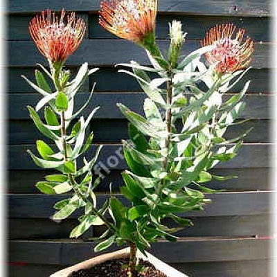 Леукоспермум (белосемянник)-Leucospermum tottum ґScarlett Ribon`-Nadelkissen