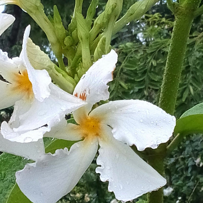 Chonemorpha fragrans