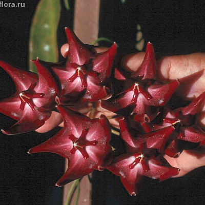 Hoya Onychoides