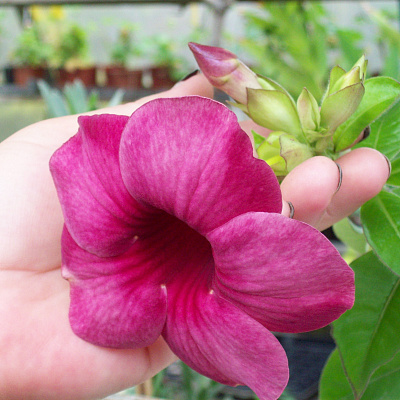 Алламанда Пурпурная-Allamanda blanchetii-Violette Allamanda