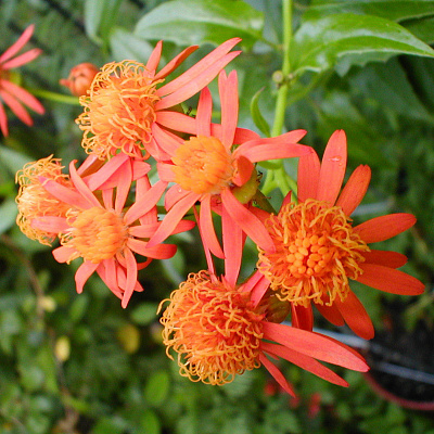 Сенекио confusus- Senecio confusus