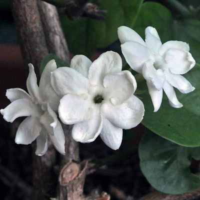 Жасмин Самбак "Орлеанская дева"-Jasminum sambac Maid Of Orleans