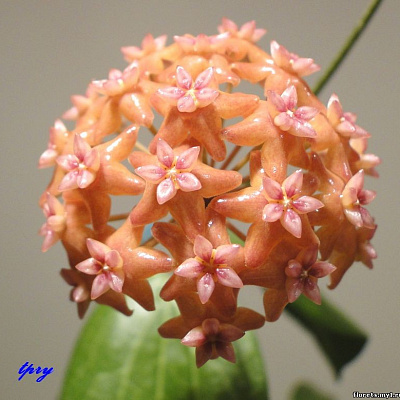 Hoya Fitchii