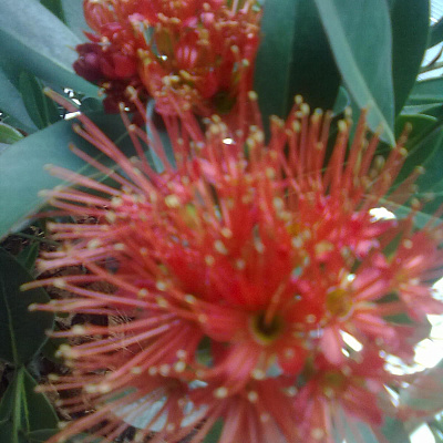 Xanthostemon sp.(T01) orange flower 