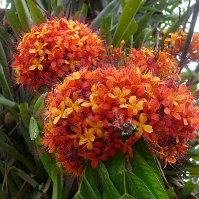 Saraca Indica