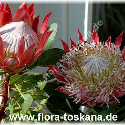 Протея-Protea cynaroides-Knigsprotea