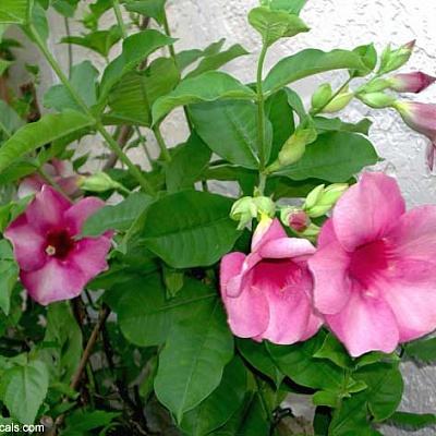 Алламанда Пурпурная-Allamanda blanchetii-Violette Allamanda