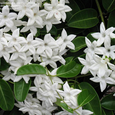 Стефанотис флорибунда вариегатный-Stephanotis floribunda variegatum