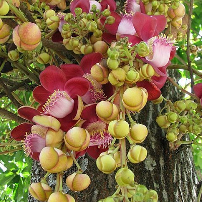 Couroupita guianensis variegatis ( Курупита гвианская Вариегатная))