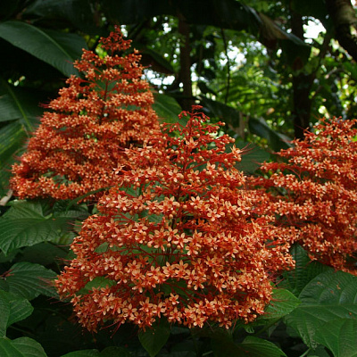 Клеродендрум паникулятум-Clerodendrum paniculatum Pagoda Flower 