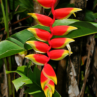 Геликония ростральная-Heliconia Rostrata