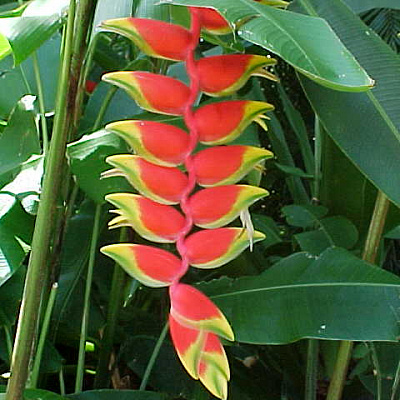 Геликония ростральная-Heliconia Rostrata