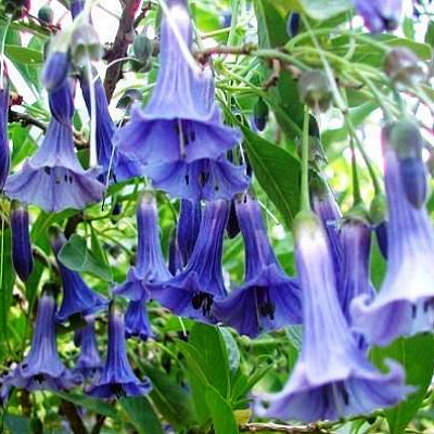 Iochroma  Australis Blue