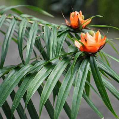 Фрейсинетия куминга -Freycinetia cumingiana