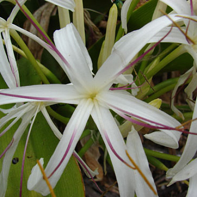 Кринум азиатский вариегатный Crinum Asiaticum Variegata