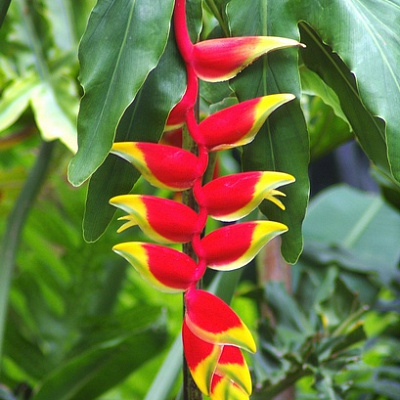 Геликония Heliconia rostrata