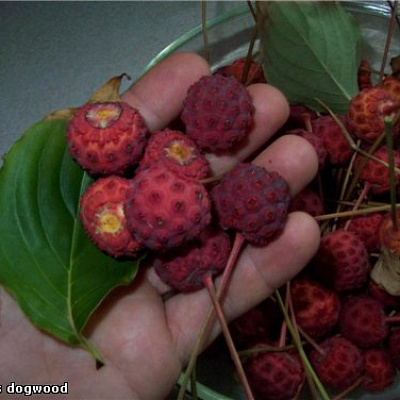 Дерен коуза 'Сатоми Компакт', Кизил японский 'Сатоми Компакт'Cornus kousa 'Pv Satomi Compact'