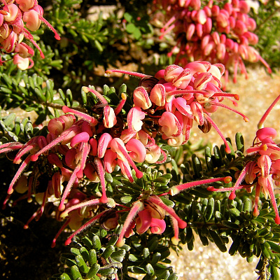 Гревиллея Grevillia Mount Tamboritha