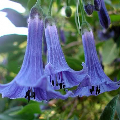 Iochroma  Australis Blue