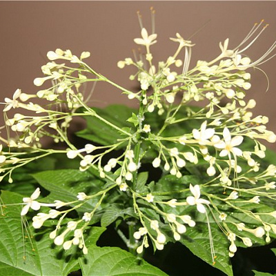 Клеродендрум трихотомум-Clerodendrum trichotomum