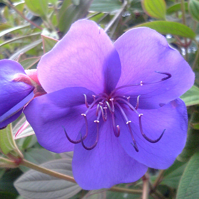 Тибухина Tibouchina jules