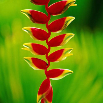 Геликония ростральная-Heliconia Rostrata