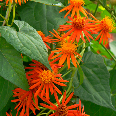 Сенекио confusus- Senecio confusus