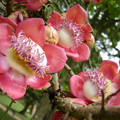 Couroupita guianensis variegatis ( Курупита гвианская Вариегатная))