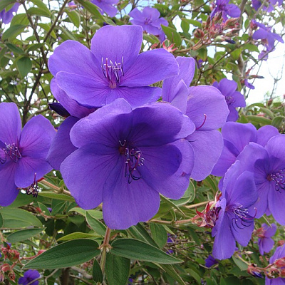 Тибухина Tibouchina jules