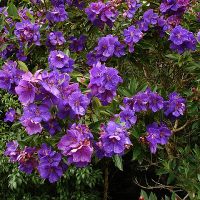 Тибухина Tibouchina jules