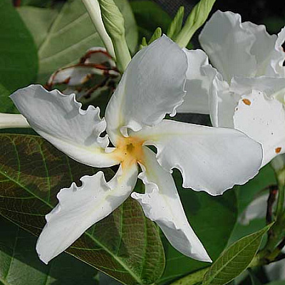 Chonemorpha fragrans