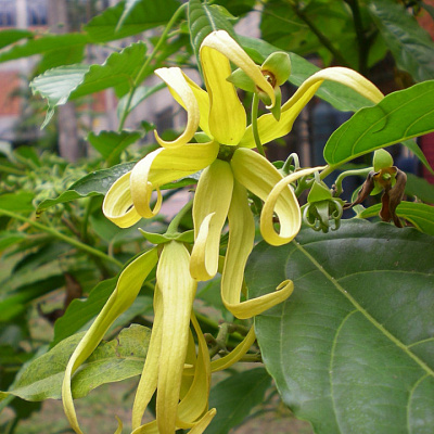 Cananga odorata var. fruticosa