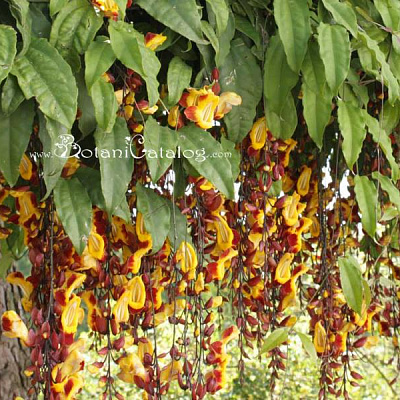 Тунбергия-THUNBERGIA MYSORENSIS