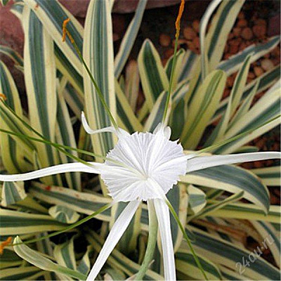 Гименокаллис прибрежный вариегатный Hymenocallis littoralis variegata