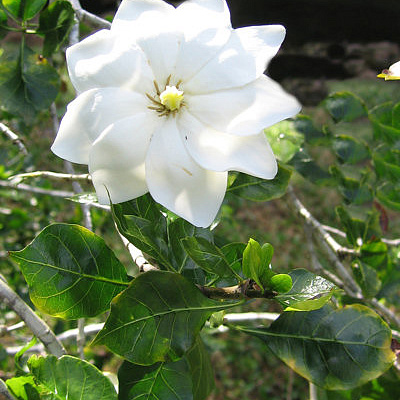 Gardenia Thunbergium Гардения Тунберга