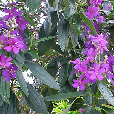 Тибухина Tibouchina Disson-1