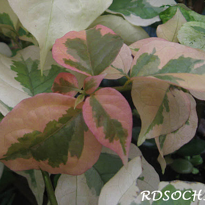 Red Variegata